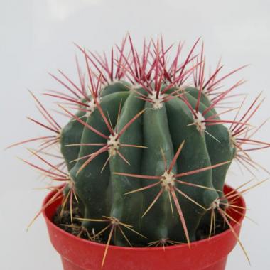 Ferocactus stainesii